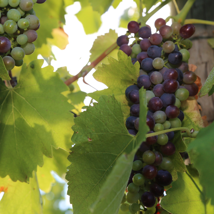 Vintage 2025: Bold Wines Born from a Fast-Paced Season